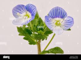 Attēlu rezultāti vaicājumam “Veronica persica”