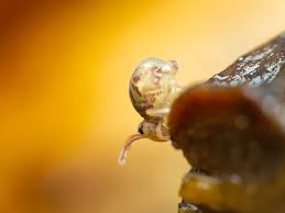 Attēlu rezultāti vaicājumam “Arcyria helvetica macro”