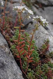 Attēlu rezultāti vaicājumam “Sedum album”