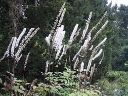 Image result for Silberkerze