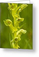 Attēlu rezultāti vaicājumam “Coeloglossum viride”