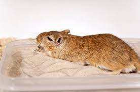 Image result for Gerbil