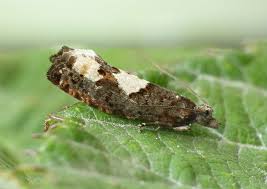 Attēlu rezultāti vaicājumam “Epinotia trigonella”