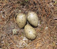 Attēlu rezultāti vaicājumam “Larus argentatus nest”