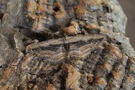 Attēlu rezultāti vaicājumam “Horisme vitalbata”