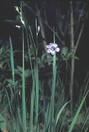 Attēlu rezultāti vaicājumam “Sisyrinchium montanum fruit”
