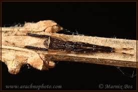 Attēlu rezultāti vaicājumam “Epirhoe tristata”