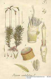 Attēlu rezultāti vaicājumam “Atrichum flavisetum sporophyte”