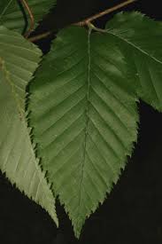 Attēlu rezultāti vaicājumam “Betula alleghaniensis leaf”