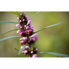 Image result for Leonurus cardiaca