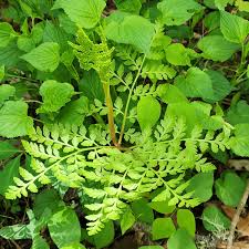 Attēlu rezultāti vaicājumam “Botrychium virginianum”