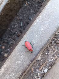 Attēlu rezultāti vaicājumam “Pyrochroidae imago”