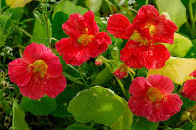 Attēlu rezultāti vaicājumam “Tropaeolum majus flower”