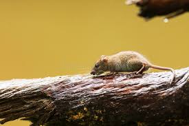 Attēlu rezultāti vaicājumam “Apodemus flavicollis”