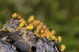 Attēlu rezultāti vaicājumam “Hemitrichia calyculata”