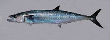Image result for Scomberomorus cavalla