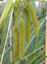 Attēlu rezultāti vaicājumam “Carex pseudocyperus female flower”