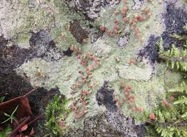 Attēlu rezultāti vaicājumam “Baeomyces rufus”