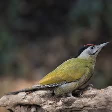 Attēlu rezultāti vaicājumam “Picus canus”