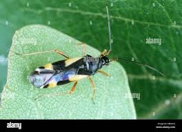 Attēlu rezultāti vaicājumam “Dryophilocoris flavoquadrimaculatus”