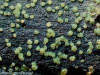 Attēlu rezultāti vaicājumam “Hypocrea gelatinosa”