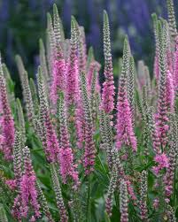 Attēlu rezultāti vaicājumam “Veronica longifolia bud”