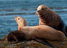 Image result for Eumetopias jubatus