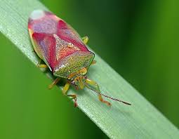 Attēlu rezultāti vaicājumam “Elasmostethus interstinctus imago”