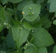 Attēlu rezultāti vaicājumam “Galinsoga quadriradiata flower”