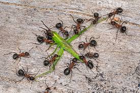 Attēlu rezultāti vaicājumam “Formica rufa”