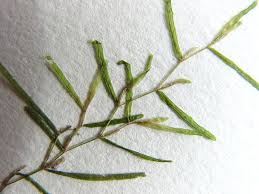 Attēlu rezultāti vaicājumam “Potamogeton trichoides”