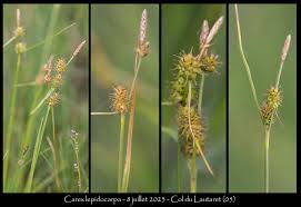 Attēlu rezultāti vaicājumam “Carex lepidocarpa fruit”