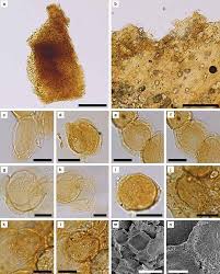 Attēlu rezultāti vaicājumam “Licea pusilla spores”