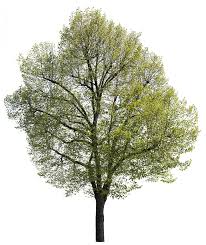 Attēlu rezultāti vaicājumam “Tilia”