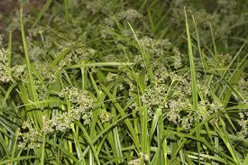 Attēlu rezultāti vaicājumam “Scirpus sylvaticus”