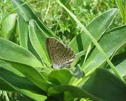 Attēlu rezultāti vaicājumam “Maculinea alcon underside”