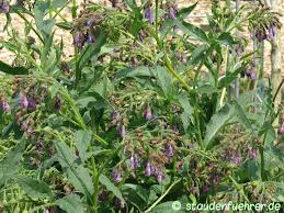 Attēlu rezultāti vaicājumam “Symphytum grandiflorum”