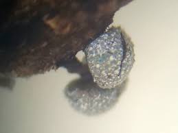 Attēlu rezultāti vaicājumam “Physarum, Nannengaella sp.”