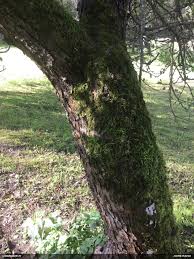 Attēlu rezultāti vaicājumam “Physarum alexandrowiczii”