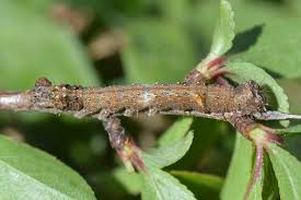 Attēlu rezultāti vaicājumam “Allophyes oxyacanthae”