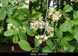 Attēlu rezultāti vaicājumam “Ulmus glabra fruit”