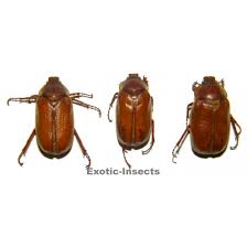 Attēlu rezultāti vaicājumam “Scarabaeidae”