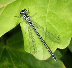 Attēlu rezultāti vaicājumam “Coenagrion armatum female”