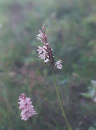 Attēlu rezultāti vaicājumam “Dactylorhiza maculata leaf”