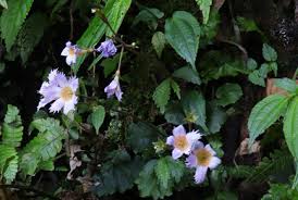 Attēlu rezultāti vaicājumam “Primulaceae”