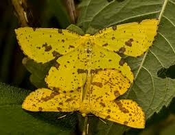 Attēlu rezultāti vaicājumam “Xanthogramma sp. male”