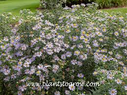 Attēlu rezultāti vaicājumam “Symphytocarpus sp.”