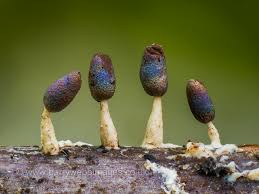 Attēlu rezultāti vaicājumam “Diachea leucopodia young”