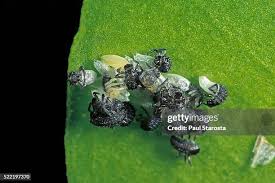 Attēlu rezultāti vaicājumam “Adalia bipunctata larva”