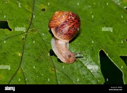 Attēlu rezultāti vaicājumam “Cepaea hortensis”